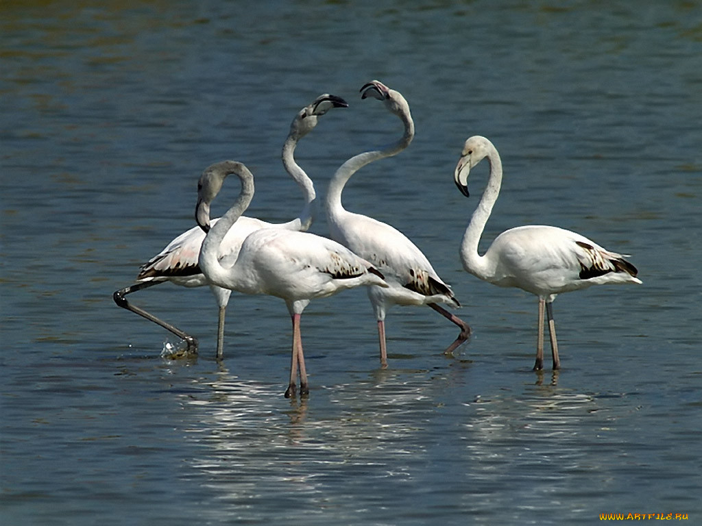 kogan, vladimir, grace, by, flamingo, , 